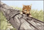 (image for) Wolf Pup